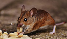 24 Hour & Emergency Exterminators in Minot State University, ND